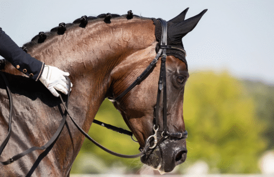 Photo Tour to the Ranch in the Surroundings of Tbilisi + Horse Riding + Picnic to the Ranch