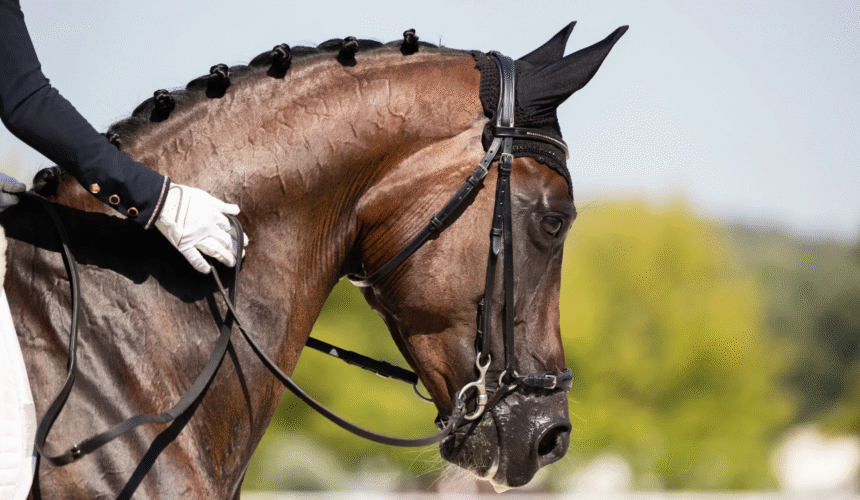 Visite photo au ranch dans le quartier de Tbilisi + équitation + pique-nique au ranch
