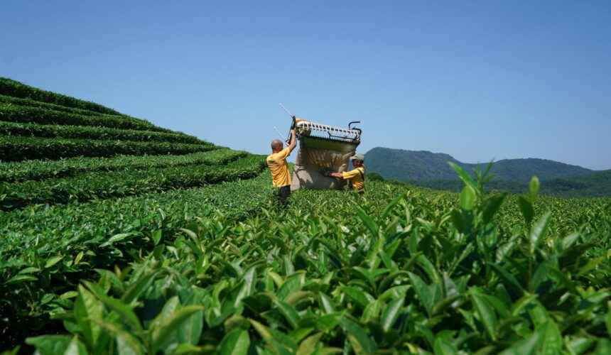 Gomis Mta – Tea Plantations and a Sea of Clouds